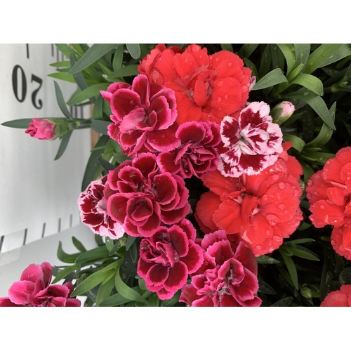 170 - SIX POTS OF DIANTHUS TRIO MIXED WITH THREE VARIETIES IN EACH POT SIZE P15 HEIGHT 30CM TO BE SOLD FOR... 