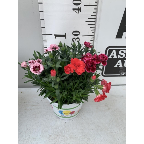 170 - SIX POTS OF DIANTHUS TRIO MIXED WITH THREE VARIETIES IN EACH POT SIZE P15 HEIGHT 30CM TO BE SOLD FOR... 