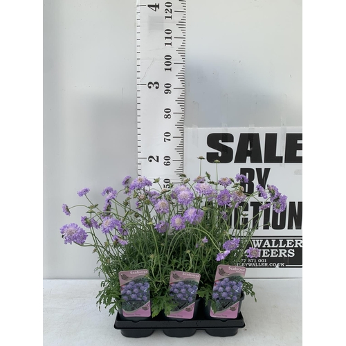 171 - SIX SCABIOSA BUTTERFLY BLUE IN 2 LTR POTS 50-60CM TALL TO BE SOLD FOR THE SIX PLUS VAT