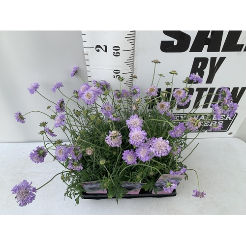 171 - SIX SCABIOSA BUTTERFLY BLUE IN 2 LTR POTS 50-60CM TALL TO BE SOLD FOR THE SIX PLUS VAT