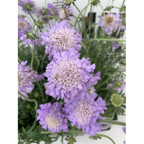 171 - SIX SCABIOSA BUTTERFLY BLUE IN 2 LTR POTS 50-60CM TALL TO BE SOLD FOR THE SIX PLUS VAT