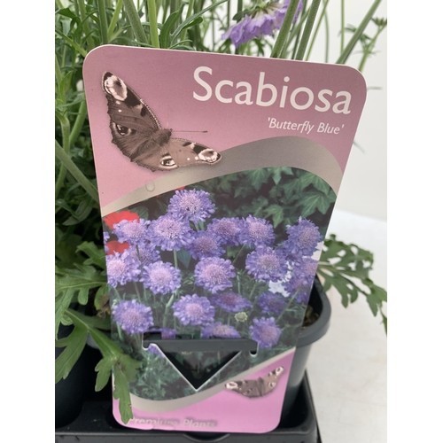 171 - SIX SCABIOSA BUTTERFLY BLUE IN 2 LTR POTS 50-60CM TALL TO BE SOLD FOR THE SIX PLUS VAT