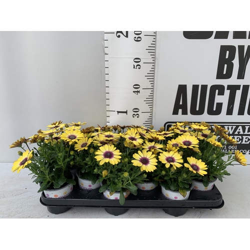 172 - TWELVE YELLOW COLOURED OSTEOSPERMUM PLANTS ON A TRAY TO BE SOLD FOR THE TWELVE PLUS VAT