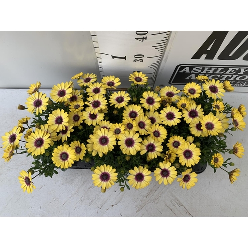 172 - TWELVE YELLOW COLOURED OSTEOSPERMUM PLANTS ON A TRAY TO BE SOLD FOR THE TWELVE PLUS VAT