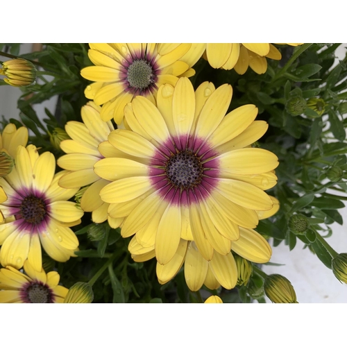 172 - TWELVE YELLOW COLOURED OSTEOSPERMUM PLANTS ON A TRAY TO BE SOLD FOR THE TWELVE PLUS VAT