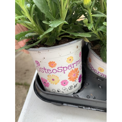 172 - TWELVE YELLOW COLOURED OSTEOSPERMUM PLANTS ON A TRAY TO BE SOLD FOR THE TWELVE PLUS VAT