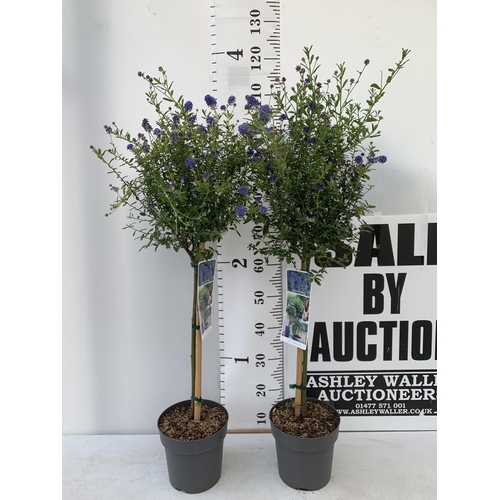 201 - TWO CEANOTHUS STANDARD TREES 'CONCHA' IN FLOWER APPROX 110CM IN HEIGHT IN 3LTR POTS PLUS VAT TO BE S... 