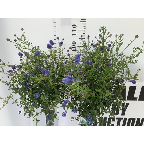 201 - TWO CEANOTHUS STANDARD TREES 'CONCHA' IN FLOWER APPROX 110CM IN HEIGHT IN 3LTR POTS PLUS VAT TO BE S... 