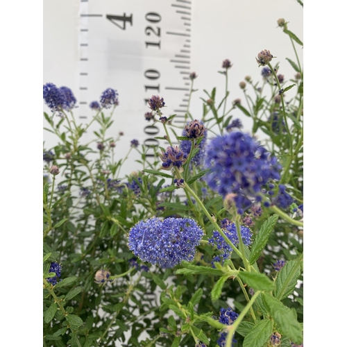 201 - TWO CEANOTHUS STANDARD TREES 'CONCHA' IN FLOWER APPROX 110CM IN HEIGHT IN 3LTR POTS PLUS VAT TO BE S... 