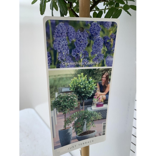 201 - TWO CEANOTHUS STANDARD TREES 'CONCHA' IN FLOWER APPROX 110CM IN HEIGHT IN 3LTR POTS PLUS VAT TO BE S... 