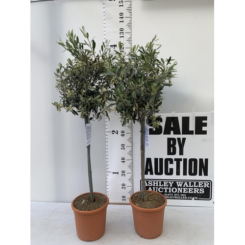 202 - A PAIR OF STANDARD OLEA OLIVE EUROPAEA TREES IN 4 LTR POTS 120CM TALL TO BE SOLD FOR THE TWO NO VAT