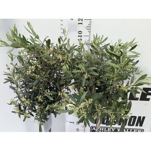 202 - A PAIR OF STANDARD OLEA OLIVE EUROPAEA TREES IN 4 LTR POTS 120CM TALL TO BE SOLD FOR THE TWO NO VAT