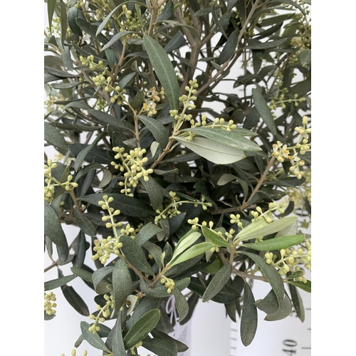 202 - A PAIR OF STANDARD OLEA OLIVE EUROPAEA TREES IN 4 LTR POTS 120CM TALL TO BE SOLD FOR THE TWO NO VAT