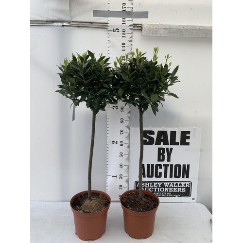 203 - A PAIR OF STANDARD BAY TREES LAURUS NOBILIS IN 10 LTR POTS APPROX 130CM IN HEIGHT TO BE SOLD FOR THE... 