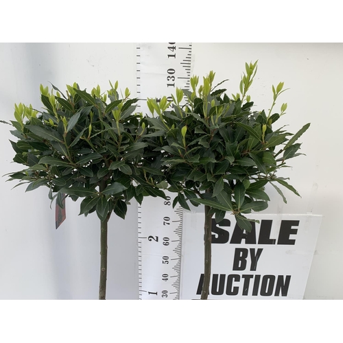 203 - A PAIR OF STANDARD BAY TREES LAURUS NOBILIS IN 10 LTR POTS APPROX 130CM IN HEIGHT TO BE SOLD FOR THE... 