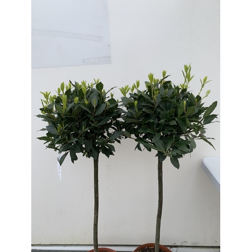 203 - A PAIR OF STANDARD BAY TREES LAURUS NOBILIS IN 10 LTR POTS APPROX 130CM IN HEIGHT TO BE SOLD FOR THE... 