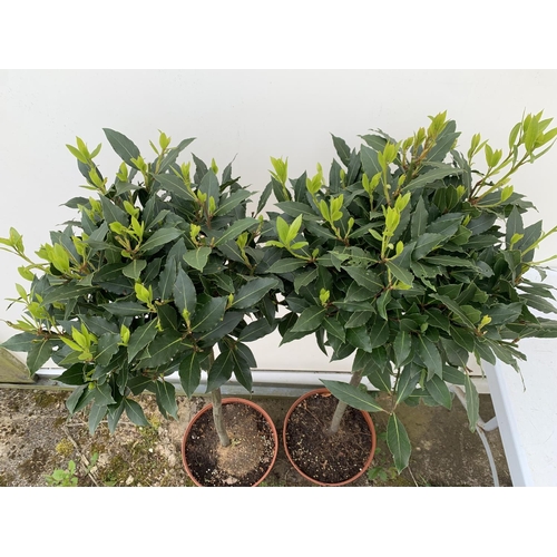 203 - A PAIR OF STANDARD BAY TREES LAURUS NOBILIS IN 10 LTR POTS APPROX 130CM IN HEIGHT TO BE SOLD FOR THE... 