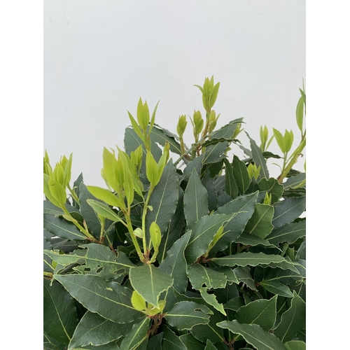 203 - A PAIR OF STANDARD BAY TREES LAURUS NOBILIS IN 10 LTR POTS APPROX 130CM IN HEIGHT TO BE SOLD FOR THE... 