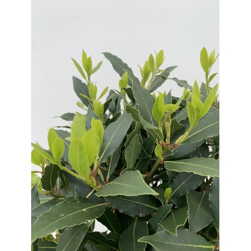 203 - A PAIR OF STANDARD BAY TREES LAURUS NOBILIS IN 10 LTR POTS APPROX 130CM IN HEIGHT TO BE SOLD FOR THE... 