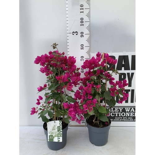 204 - TWO BOUGAINVILLEA SANDERINA PINK ON A PYRAMID FRAME,IN 3 LTR POTS HEIGHT 70-80CM. PATIO READY TO BE ... 