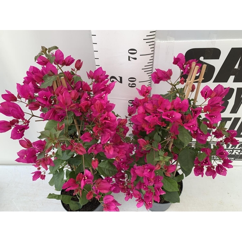 204 - TWO BOUGAINVILLEA SANDERINA PINK ON A PYRAMID FRAME,IN 3 LTR POTS HEIGHT 70-80CM. PATIO READY TO BE ... 