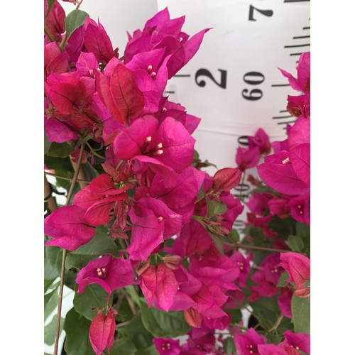 204 - TWO BOUGAINVILLEA SANDERINA PINK ON A PYRAMID FRAME,IN 3 LTR POTS HEIGHT 70-80CM. PATIO READY TO BE ... 