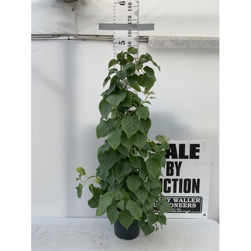 205 - A SCHIZOPHRAGMA HYDRANGEOIDES MOONLIGHT IN A 7.5 LTR POT 140CM TALL PLUS VAT