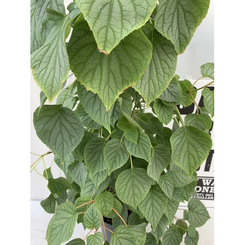 205 - A SCHIZOPHRAGMA HYDRANGEOIDES MOONLIGHT IN A 7.5 LTR POT 140CM TALL PLUS VAT