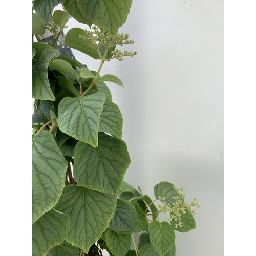 205 - A SCHIZOPHRAGMA HYDRANGEOIDES MOONLIGHT IN A 7.5 LTR POT 140CM TALL PLUS VAT