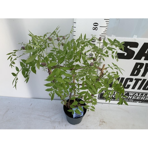 206 - A WISTERIA AMETHYST FALLS ON A FRAME PATIO READY IN A 3 LTR POT 80CM TALL PLUS VAT