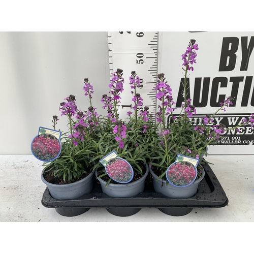 259 - SIX ERYSIMUM BOWLES MAUVE IN 2 LTR POTS 40-50CM TALL TO BE SOLD FOR THE SIX PLUS VAT