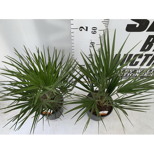 6 - TWO CHAMAEROPS HUMILIS HARDY IN 3 LTR POTS APPROX 70CM IN HEIGHT PLUS VAT TO BE SOLD FOR THE TWO