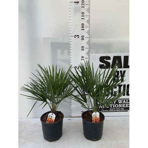 6 - TWO CHAMAEROPS HUMILIS HARDY IN 3 LTR POTS APPROX 70CM IN HEIGHT PLUS VAT TO BE SOLD FOR THE TWO