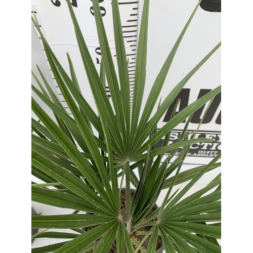 6 - TWO CHAMAEROPS HUMILIS HARDY IN 3 LTR POTS APPROX 70CM IN HEIGHT PLUS VAT TO BE SOLD FOR THE TWO