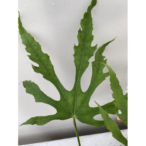 24 - TWO FATSIA JAPONICA 'SPIDERS WEB' AND FATSIA POLYCARPA 'GREEN FINGERS' IN 2 LTR POTS 60CM TALL PLUS ... 