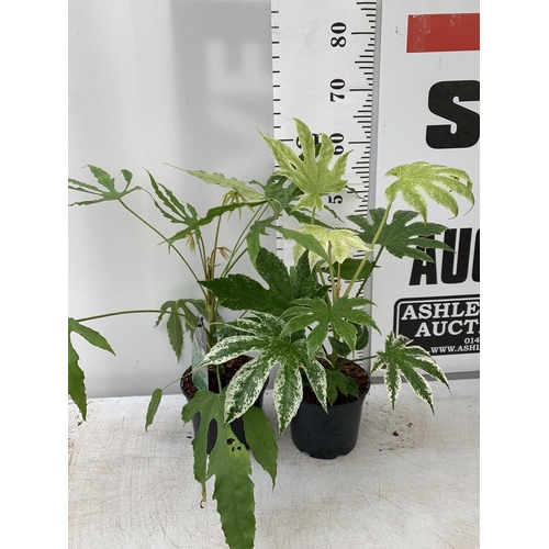 24 - TWO FATSIA JAPONICA 'SPIDERS WEB' AND FATSIA POLYCARPA 'GREEN FINGERS' IN 2 LTR POTS 60CM TALL PLUS ... 