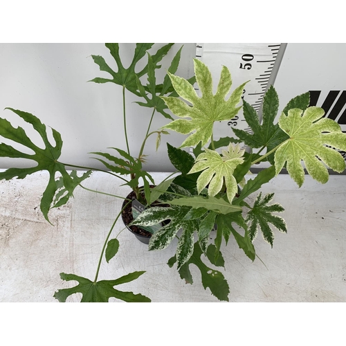 24 - TWO FATSIA JAPONICA 'SPIDERS WEB' AND FATSIA POLYCARPA 'GREEN FINGERS' IN 2 LTR POTS 60CM TALL PLUS ... 