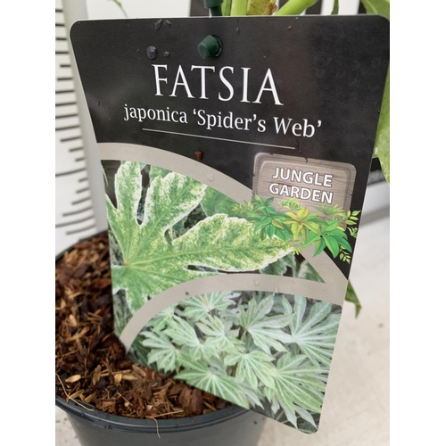 24 - TWO FATSIA JAPONICA 'SPIDERS WEB' AND FATSIA POLYCARPA 'GREEN FINGERS' IN 2 LTR POTS 60CM TALL PLUS ... 