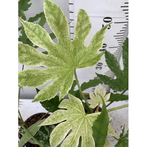 24 - TWO FATSIA JAPONICA 'SPIDERS WEB' AND FATSIA POLYCARPA 'GREEN FINGERS' IN 2 LTR POTS 60CM TALL PLUS ... 