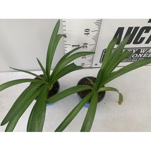 36 - TWO AGAPANTHUS AFRICANUS IN 2 LTR POTS APPROX 50CM IN HEIGHT PLUS VAT TO BE SOLD FOR THE TWO