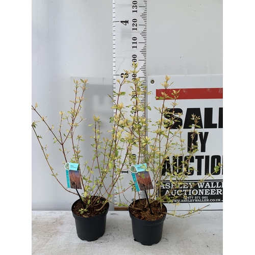 42 - TWO CORNUS SANGUINEA 'MIDWINTER FIRE' IN 4 LTR POTS APPROX 90CM IN HEIGHT PLUS VAT TO BE SOLD FOR TH... 