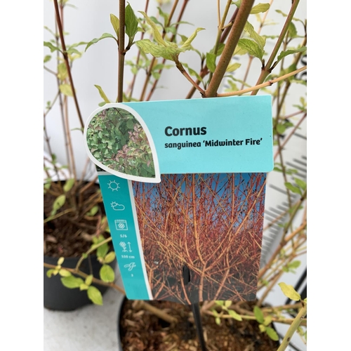 42 - TWO CORNUS SANGUINEA 'MIDWINTER FIRE' IN 4 LTR POTS APPROX 90CM IN HEIGHT PLUS VAT TO BE SOLD FOR TH... 