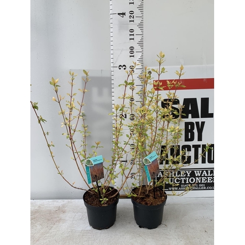 42 - TWO CORNUS SANGUINEA 'MIDWINTER FIRE' IN 4 LTR POTS APPROX 90CM IN HEIGHT PLUS VAT TO BE SOLD FOR TH... 