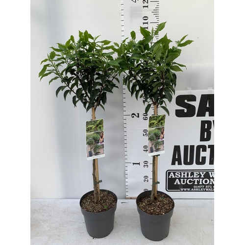 45 - TWO PRUNUS LUSITANICA 'AUGUSTFOLIA' STANDARD TREES APPROX ONE METRE IN HEIGHT IN 3LTR POTS PLUS VAT ... 