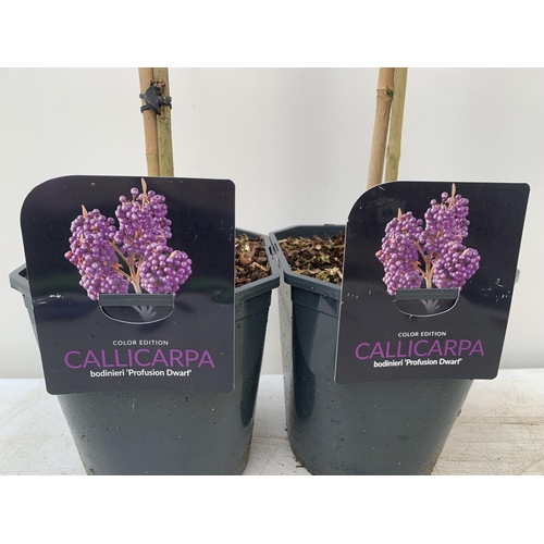 55 - TWO PURPLE CALLICARPA STANDARD TREES BODINIERI PROFUSION IN 4 LTR POTS 140CM IN HEIGHT PLUS VAT TO B... 