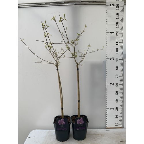 55 - TWO PURPLE CALLICARPA STANDARD TREES BODINIERI PROFUSION IN 4 LTR POTS 140CM IN HEIGHT PLUS VAT TO B... 