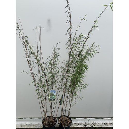 63 - TWO BAMBOO FARGESIA NITIDA 'BLACK PEARL' APPROX 190CM IN HEIGHT IN 5 LTR POTS PLUS VAT TO BE SOLD FO... 