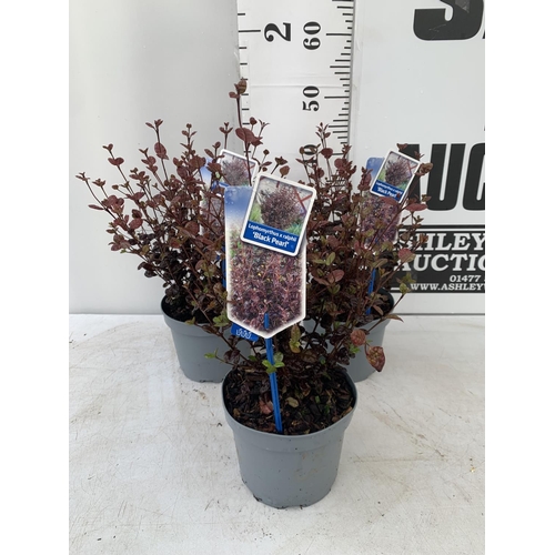 68 - THREE LOPHOMYRTUS RALPHII NEW ZEALAND MYRTLE  'BLACK PEARL' IN 2 LTR POTS HEIGHT  40CM - 50CM TO BE ... 