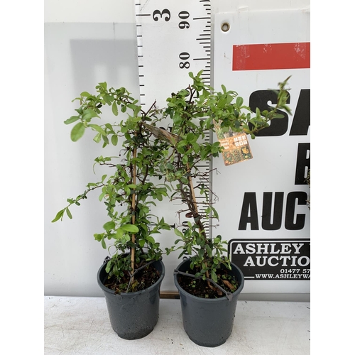 72 - TWO PYRACANTHA 'SUNNY STAR' IN 2 LTR POTS IN 80CM IN HEIGHT PLUS VAT TO BE SOLD FOR THE TWO