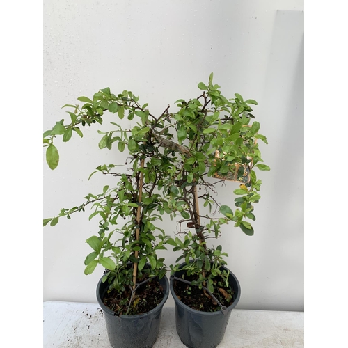 72 - TWO PYRACANTHA 'SUNNY STAR' IN 2 LTR POTS IN 80CM IN HEIGHT PLUS VAT TO BE SOLD FOR THE TWO